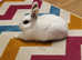 Male young blanc de hotot cross lionhead