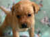 Red fox Labrador puppies 5 left to reserve