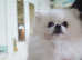 Pomeranian teddy bear