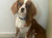 Cavalier king  Charlie's spaniel