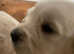 Kc registered Golden retriever litter