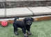 Stunning litter of kc registered mac clear miniature Schnauzers