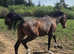 8yr purebred arab mare showing endurance hacking