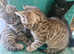 Kittens ready forever home