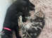 Last 2 kittens