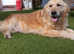 Golden Retriever female