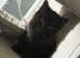 Kitten for sale black kitten