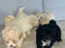 Maltipoo puppies