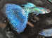 High quality True lines Guppy Pairs collect or delivered