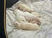 Poochons for sale
