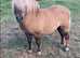 Red dun stallion