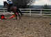 6yr old all rounder , 15.2hh