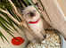 Ragdoll kittens for sale