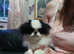 Kc reg, Japanese chin