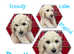 Champagne Australian Labradoodles