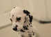 Kc registered dalmatian puppies £600
