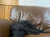1 Gorgeous Black Bordoodle Puppy