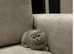 Scottish fold
