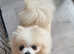 Tiny pomeranian girl