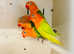 Mutation fishers lovebirds