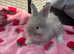 Litter of 5 English angora baby's READY NOW 2 LEFT