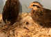 Pair of Dutch bantams off heat