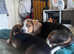 2 beautiful female beagles