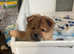 REDUCED male pup for sale