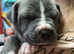 Stunning litter of american bulldog puppies