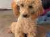 2 toy poodles for sale