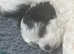 Ready now Morkie puppies for sale