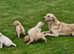 Litter of 9 multi shade puppies (4 left)