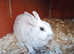 Female Argente BLACKPOOL