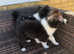 Stunning rough collie x boarder collie puppies for sale