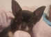 4.5 year old tea cup apple head chihuahua