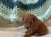 Adorable KC Reg Toy Poodles