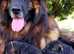 King German shepherd very long coat champions bloodline straightback puppies