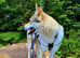 Beautiful Female Wolfdog