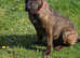 Mastiff cross Belgium malinois