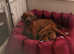 KC Rhodesian Ridgeback Puppies New Blood Line to UK