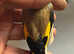 British goldfinch last year