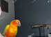 2 tame Conures for sale and set up