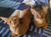 A pair of young cats-Male and Female for Sale
