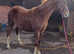 Lovely Flashy Irish Draught Colt