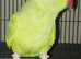 Indian ringneck with cage