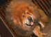 Tibetan Mastiff Puppys Huge Mand Lion type