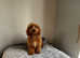 Male Irish Doodle Puppy