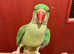 Beautiful talking baby alexandrine parrot