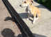 Saluki collie greyhound puppies