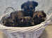 shih tzu cross Cairn puppies